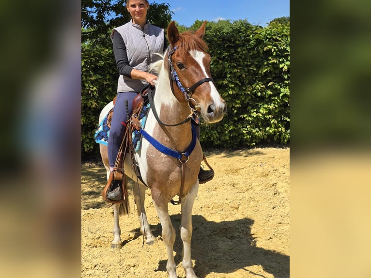Pintos Gelding 5 years 14 hh Pinto in Linkenbach