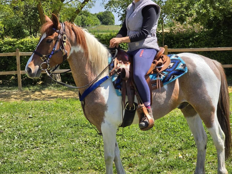 Pintos Gelding 5 years 14 hh Pinto in Linkenbach