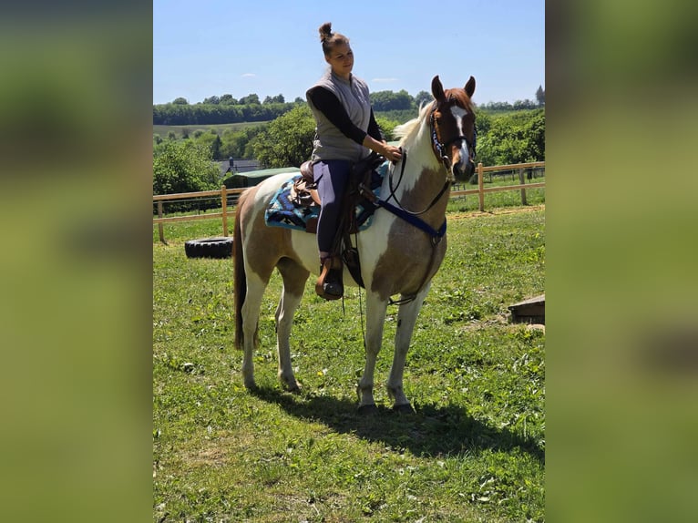 Pintos Gelding 5 years 14 hh Pinto in Linkenbach