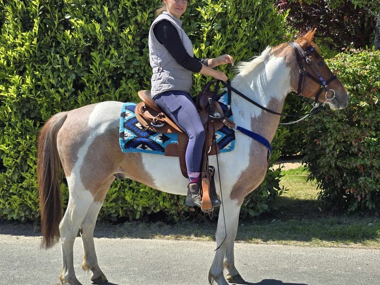 Pintos Gelding 5 years 14 hh Pinto in Linkenbach