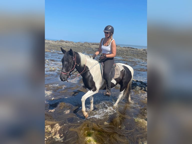 Pintos Gelding 5 years 15.1 hh Pinto in Tréauville