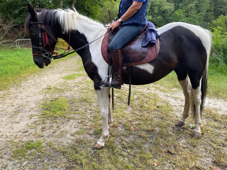 Pintos Gelding 5 years 15.1 hh Pinto in Tréauville