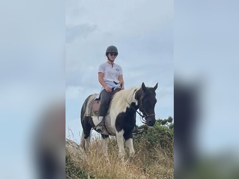 Pintos Gelding 5 years 15.1 hh Pinto in Tréauville