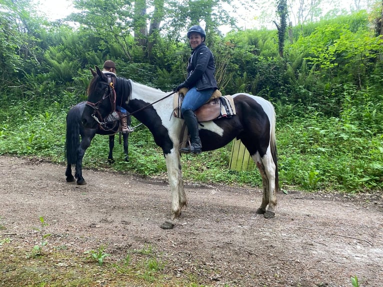 Pintos Gelding 5 years 15.1 hh Pinto in Tréauville
