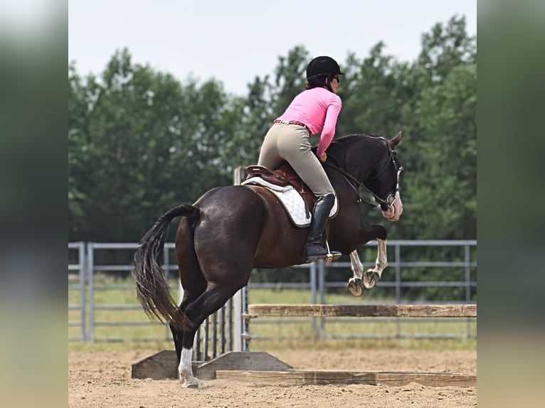 Pintos Gelding 5 years 15 hh Black in Joice
