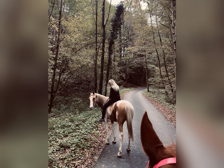 Pintos Mix Gelding 5 years 15,1 hh Pinto in &#x160;entjur pri Celju