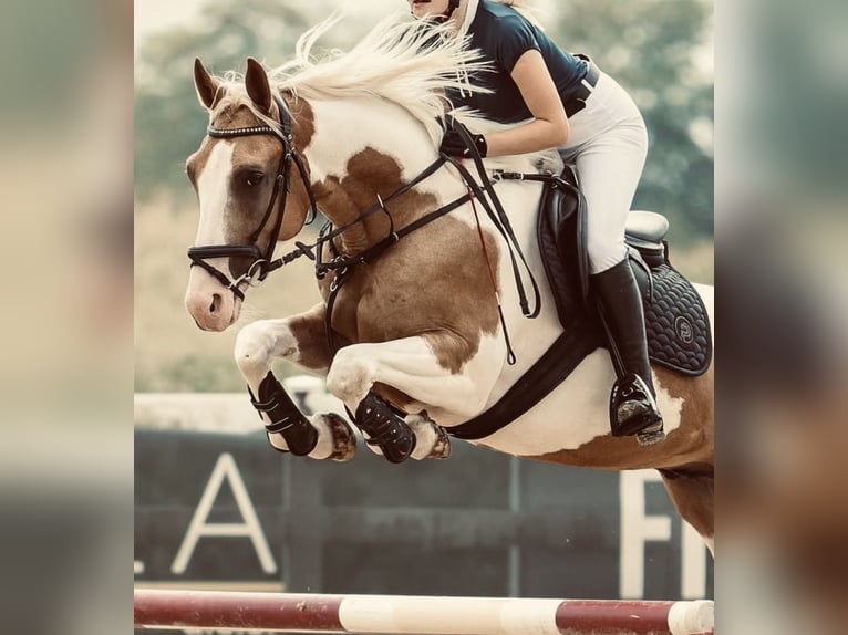 Pintos Mix Gelding 5 years 15,1 hh Pinto in &#x160;entjur pri Celju