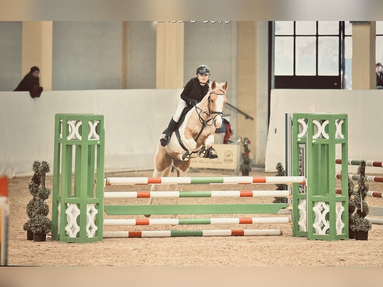 Pintos Mix Gelding 5 years 15,1 hh Pinto in &#x160;entjur pri Celju