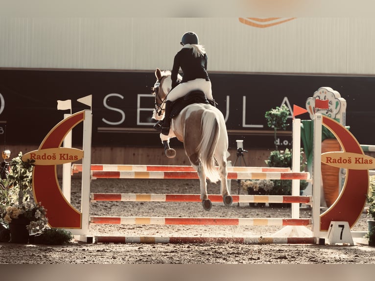 Pintos Mix Gelding 5 years 15,1 hh Pinto in &#x160;entjur pri Celju