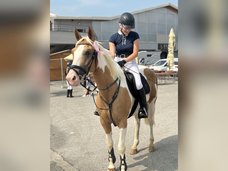 Pintos Mix Gelding 5 years 15,1 hh Pinto in &#x160;entjur pri Celju