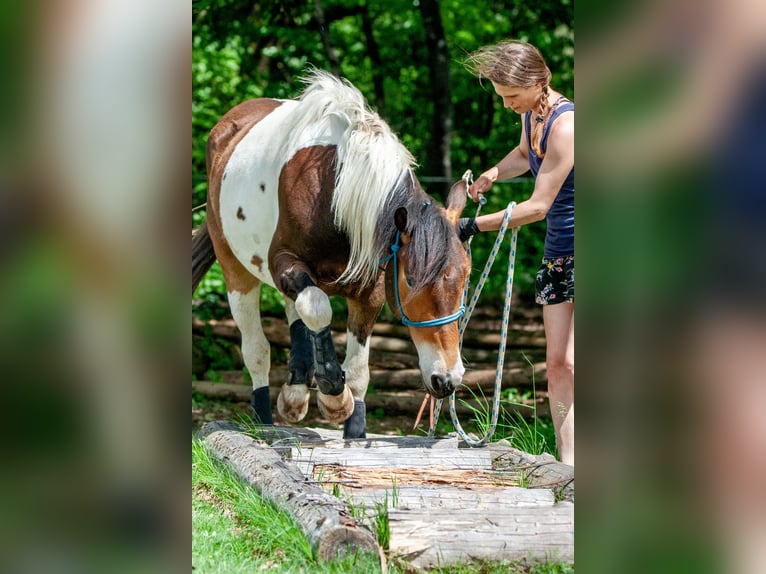 Pintos Gelding 5 years 15,2 hh Pinto in V&#xF6;lkermarkt