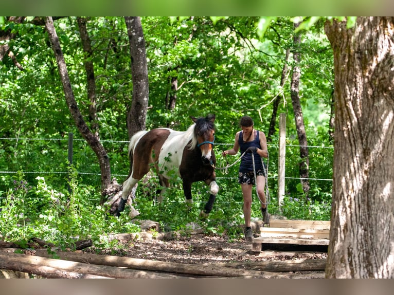 Pintos Gelding 5 years 15,2 hh Pinto in V&#xF6;lkermarkt