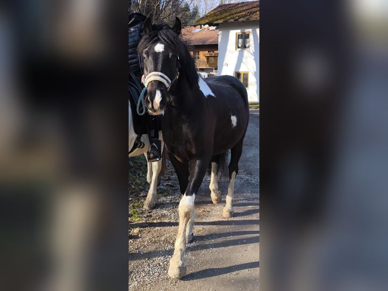 Pintos Gelding 5 years Pinto in Bad Endorf