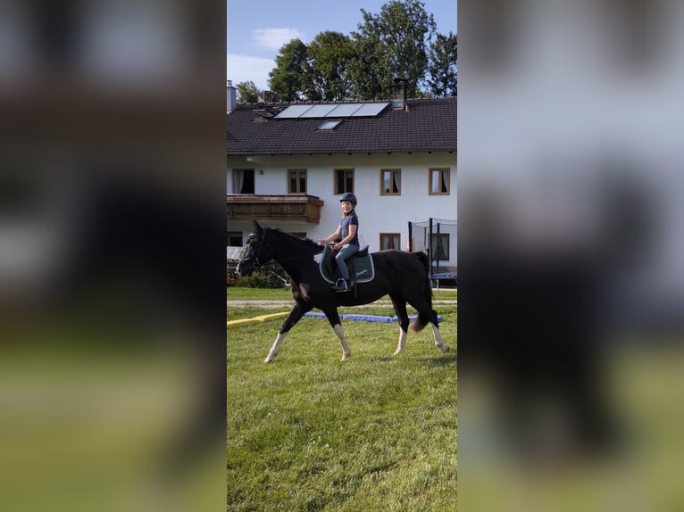 Pintos Gelding 5 years Pinto in Bad Endorf
