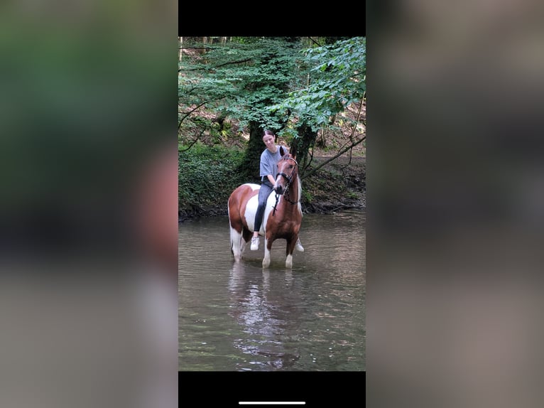 Pintos Mix Gelding 6 years 14,2 hh Pinto in Overath