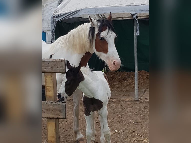 Pintos Mix Gelding 6 years 14,2 hh Pinto in Hannover