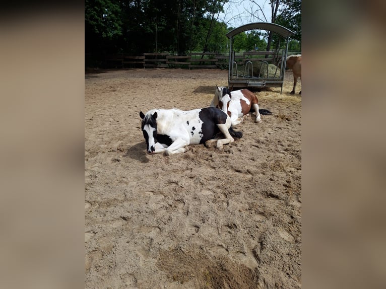 Pintos Mix Gelding 6 years 14,2 hh Pinto in Hannover