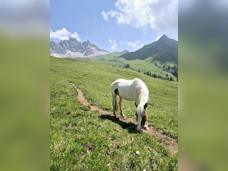Pintos Gelding 6 years 14,1 hh Pinto in Bozen