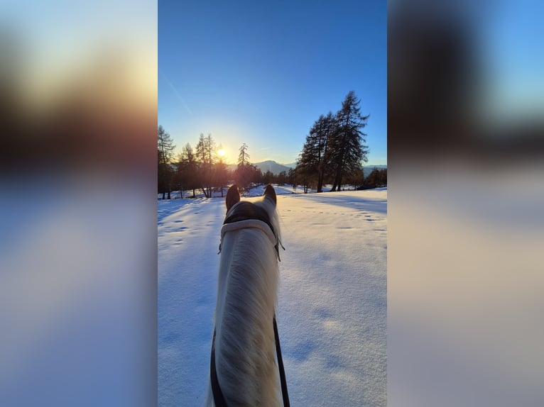 Pintos Gelding 6 years 14,1 hh Pinto in Bozen