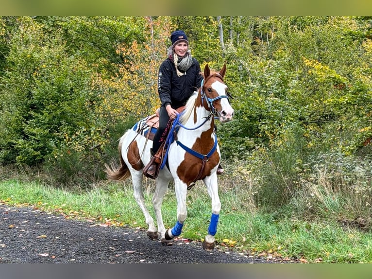 Pintos Gelding 6 years 15.2 hh Pinto in Linkenbach