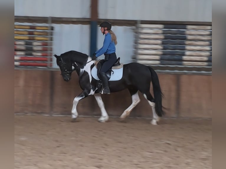 Pintos Gelding 7 years 14,1 hh Pinto in Oud Gastel