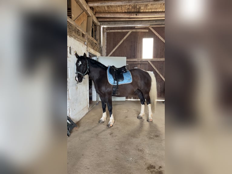 Pintos Mix Gelding 7 years 15,1 hh Black in Kastellaun