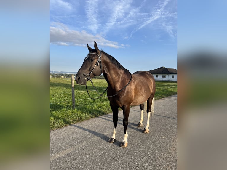 Pintos Mix Gelding 7 years 15,1 hh Black in Kastellaun