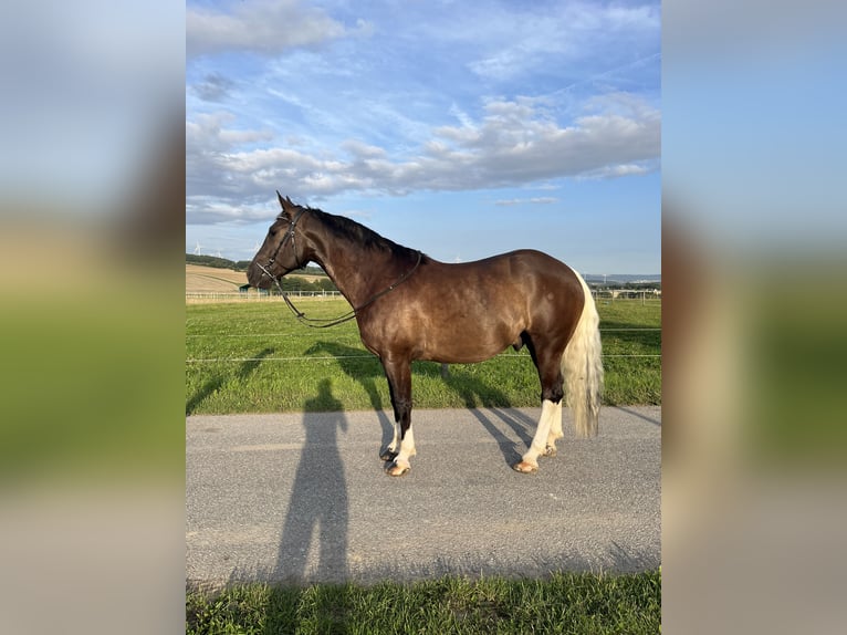 Pintos Mix Gelding 7 years 15,1 hh Black in Kastellaun