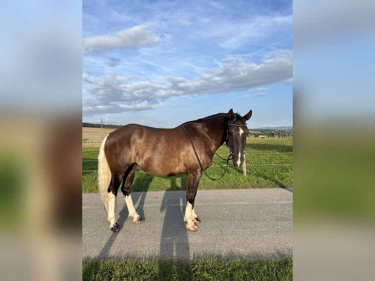 Pintos Mix Gelding 7 years 15,1 hh Black in Kastellaun