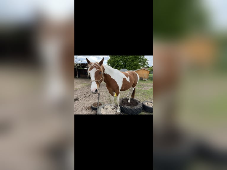 Pintos Gelding 7 years 15,1 hh Chestnut-Red in Seevetal