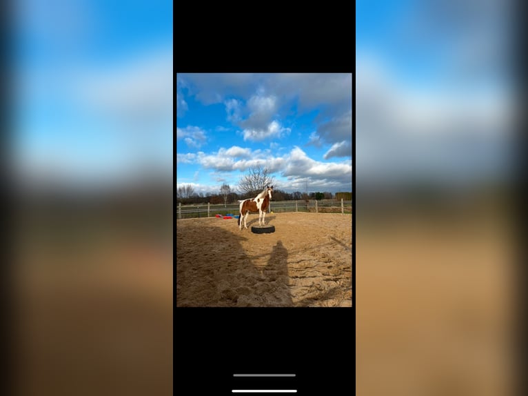 Pintos Gelding 7 years 15,1 hh Chestnut-Red in Seevetal