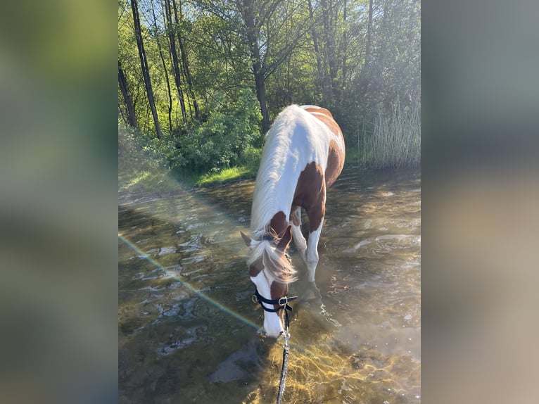 Pintos Gelding 7 years 15,1 hh Chestnut-Red in Seevetal