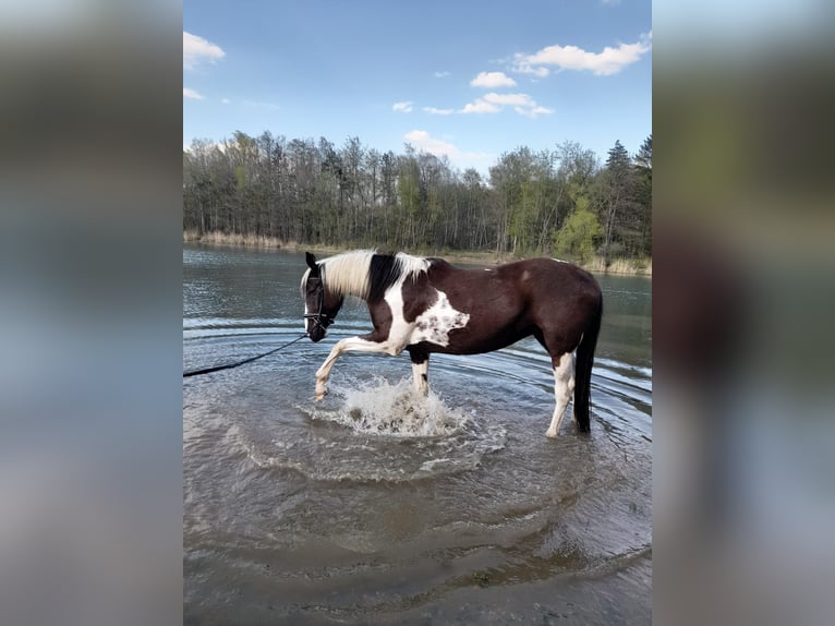 Pintos Gelding 7 years 16 hh Pinto in Oebisfelde