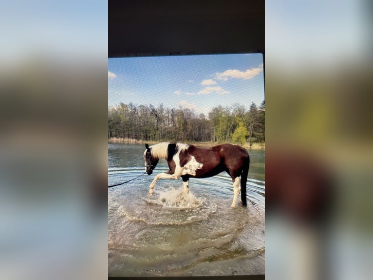 Pintos Gelding 7 years 16,1 hh Pinto in Oebisfelde