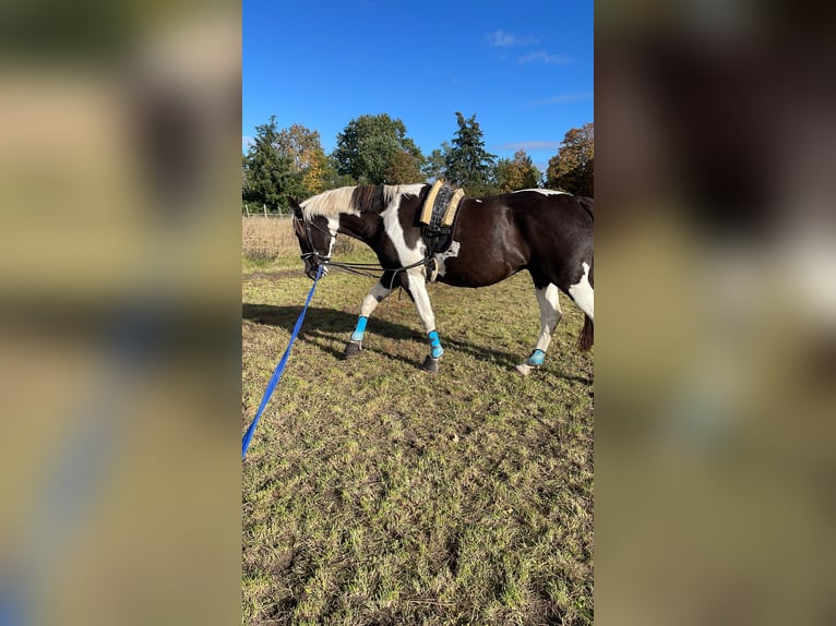 Pintos Gelding 7 years 16,1 hh Pinto in Oebisfelde