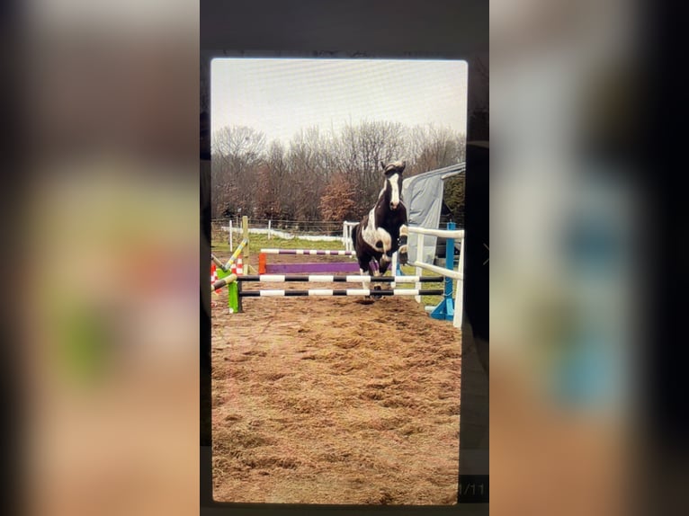 Pintos Gelding 7 years 16,1 hh Pinto in Oebisfelde