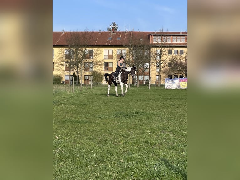 Pintos Gelding 7 years 16,1 hh Pinto in Oebisfelde