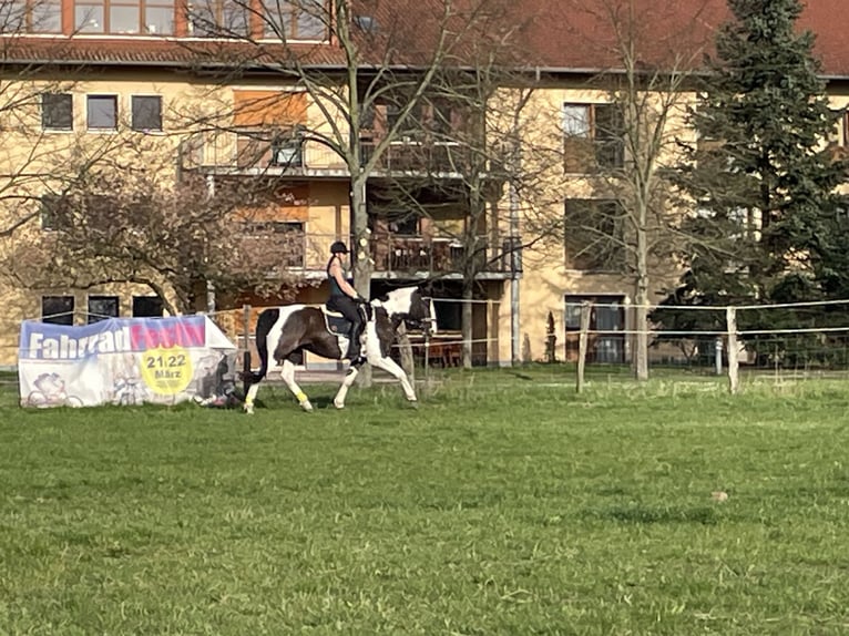 Pintos Gelding 7 years 16,1 hh Pinto in Oebisfelde