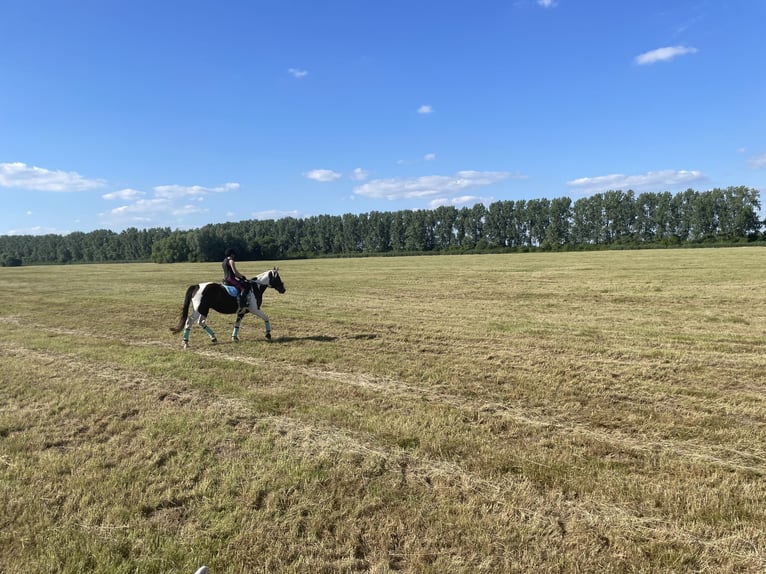 Pintos Gelding 7 years 16,1 hh Pinto in Oebisfelde