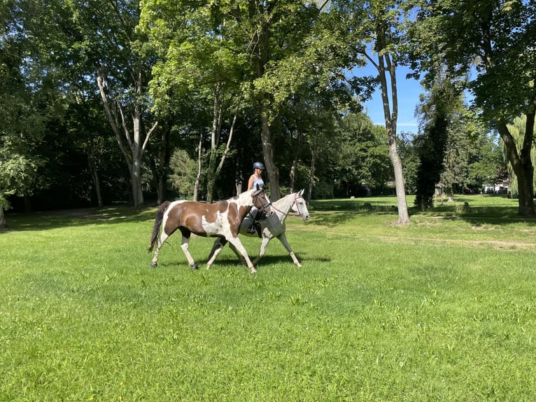 Pintos Gelding 7 years 16,1 hh Pinto in Oebisfelde