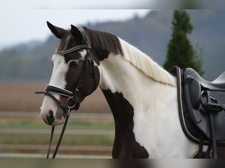 Pintos Gelding 7 years 16,2 hh Pinto in St Marein bei Graz