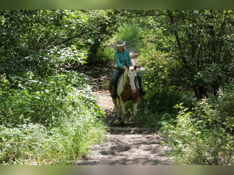 Pintos Gelding 7 years Pinto in Athens