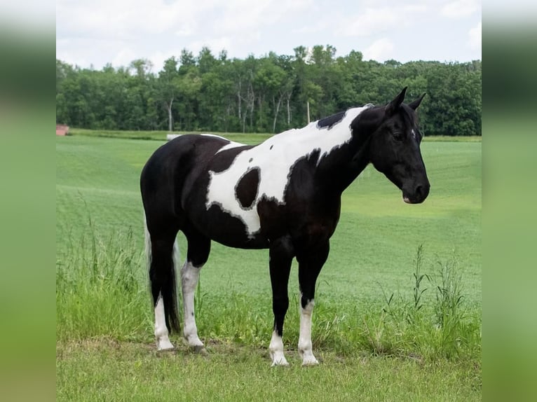 Pintos Gelding 7 years Tobiano-all-colors in Nevis, MN