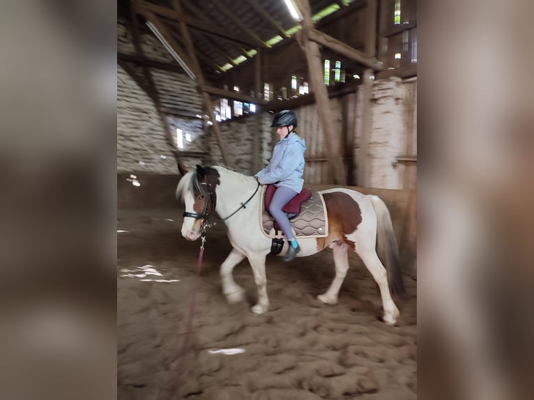 Pintos Gelding 8 years 13,3 hh Pinto in Wrestedt