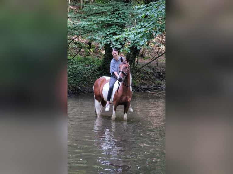Pintos Mix Gelding 8 years 14.2 hh Pinto in Overath