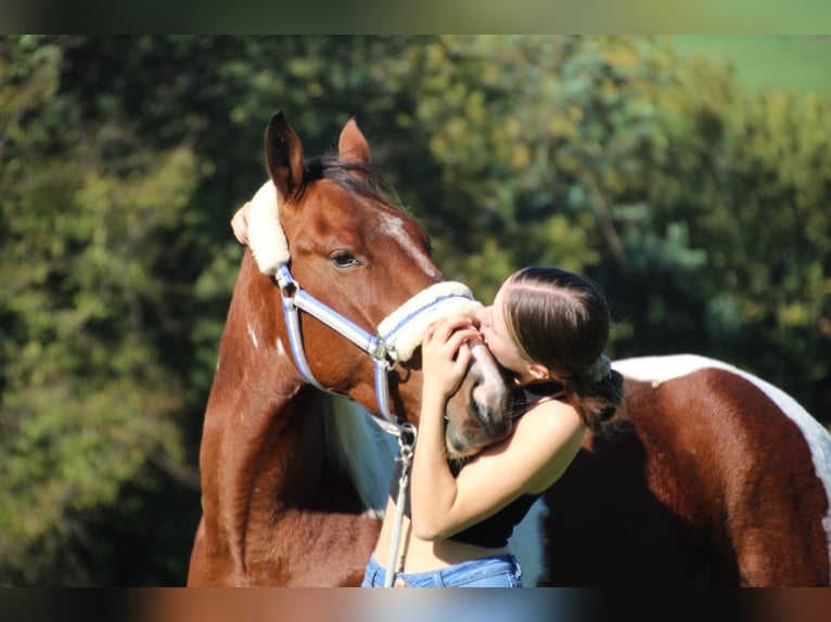 Pintos Mix Gelding 8 years 14.2 hh Pinto in Overath