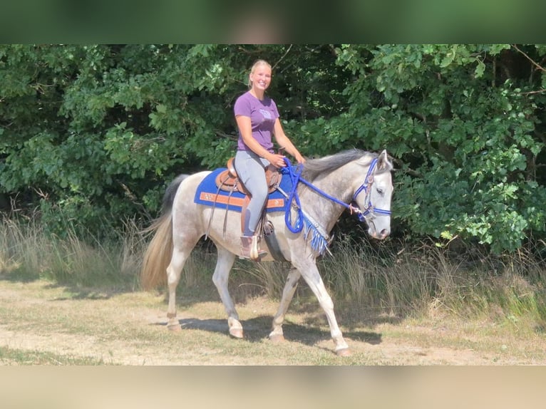 Pintos Gelding 8 years 14.3 hh Pinto in Linkenbach
