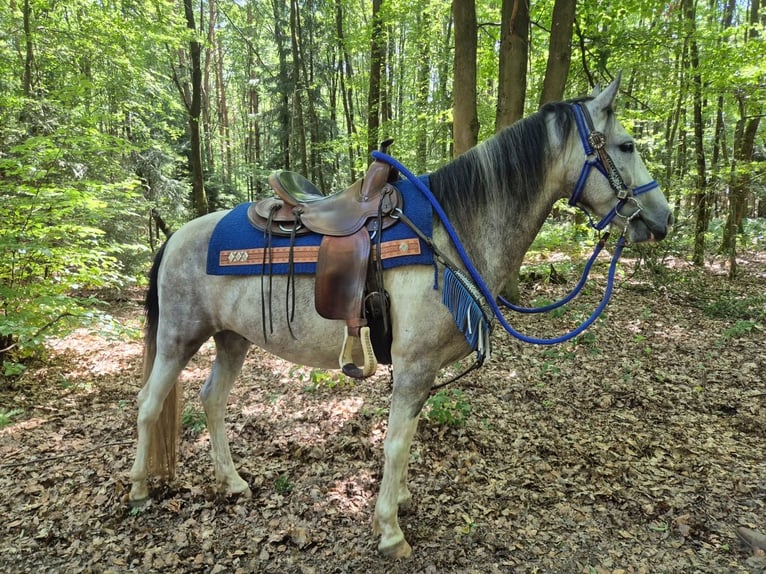 Pintos Gelding 8 years 14.3 hh Pinto in Linkenbach