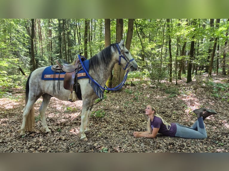Pintos Gelding 8 years 14.3 hh Pinto in Linkenbach