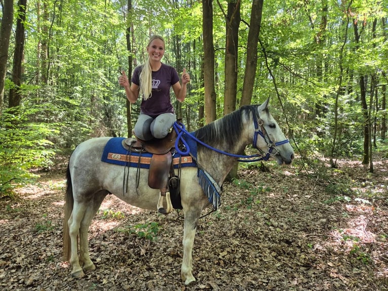 Pintos Gelding 8 years 14.3 hh Pinto in Linkenbach